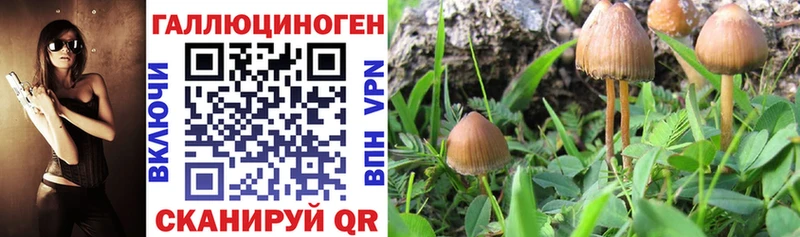 Галлюциногенные грибы Psilocybine cubensis  Сычёвка 